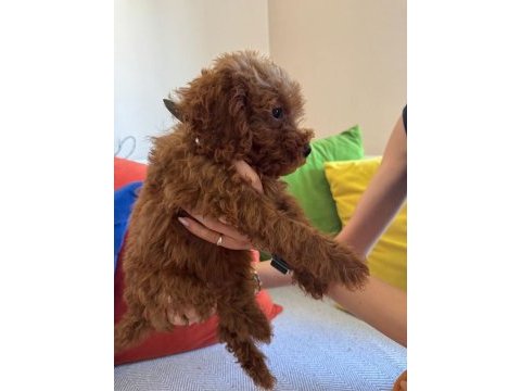 Mükemmel kalitede red brown poodle yavru