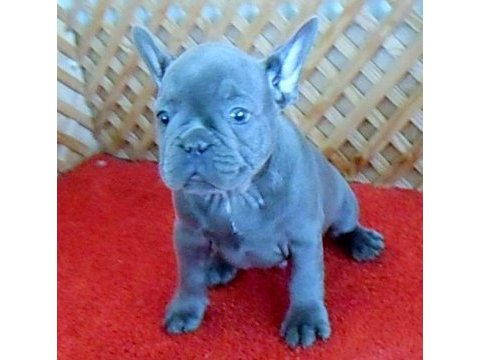 Solid blue quad erkek micro french bulldog yavrumuz