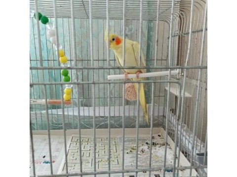 Yeni bir dost arayışı sultan papağanı