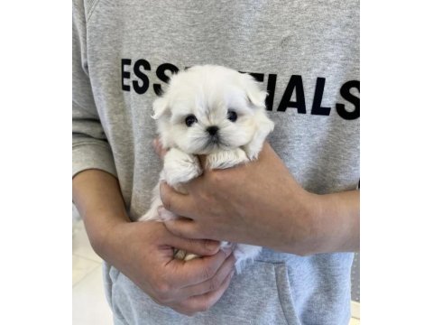 En guzel morkie bebekler