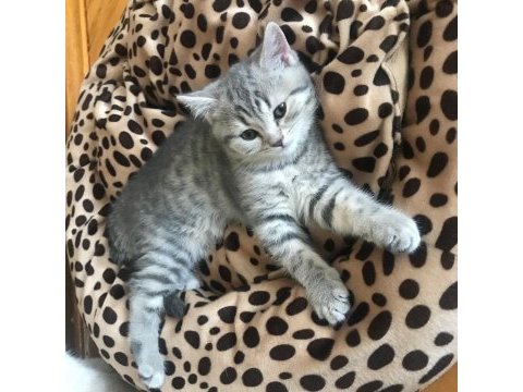 Silver tabby british shorthair