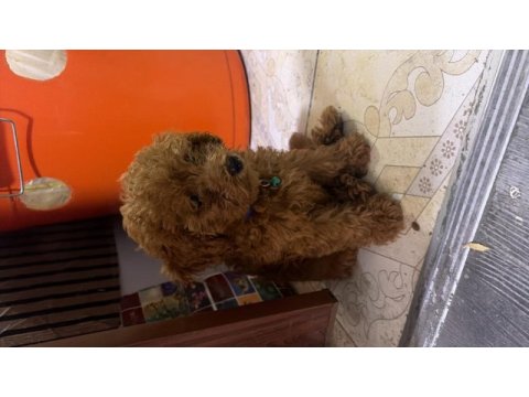 Teacup korea bebek a kalite poodle
