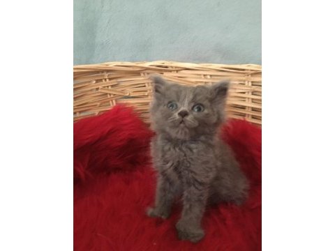 British shorthair minnoslarim