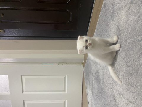 Son 4 yavru scottish fold