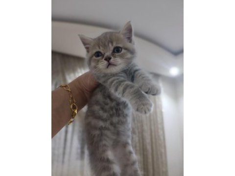 British shorthair kedisi