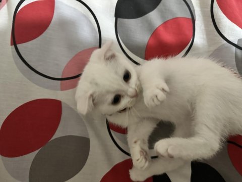 Süper yavrucuk british shorthair