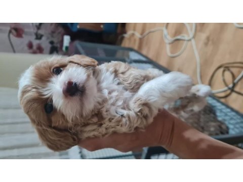 Maltipoo yavrumuz