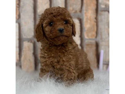 A kalite fincan şeklinde poodle