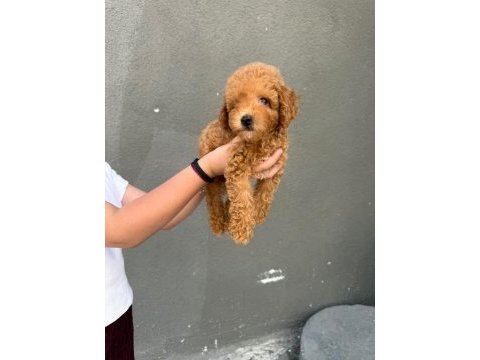 Sağlık ve ırk garantili toy poodle köpekler