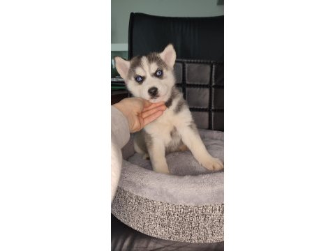 Orijinal husky yavrular