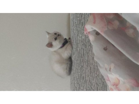2 aylık yavru british shorthair
