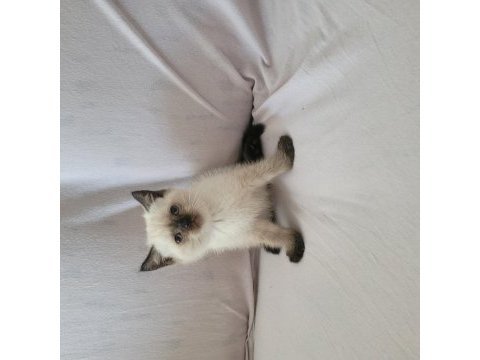 Güzel british shorthair yavrular