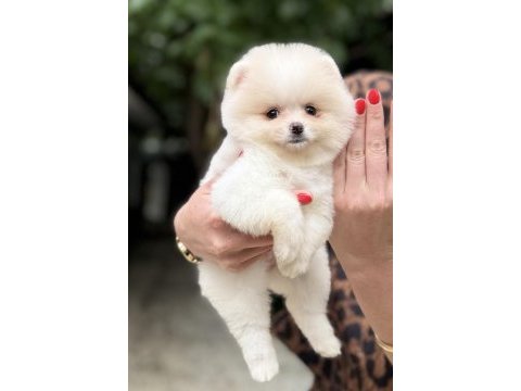 Dişi pomeranian boo