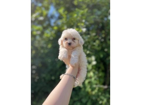 Erkek dişi mevcut köpekler