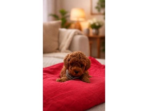 Kore poodle teacup yavrumuz yeni yuvasını arıyor