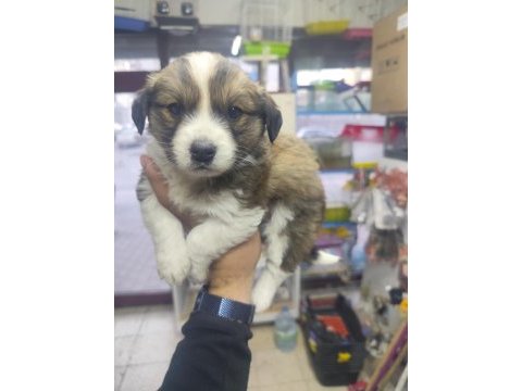 Rus finosu yavru köpeğimiz
