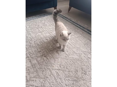 6 aylık dişi british shorthair