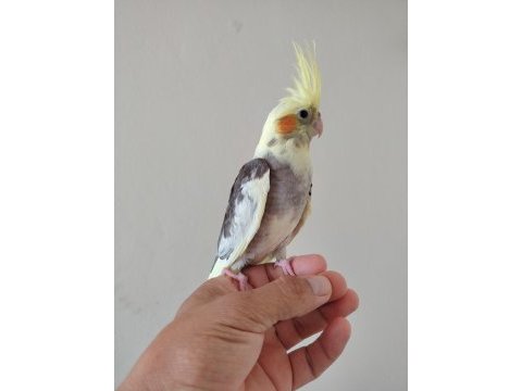 Bebek sultan papağanı