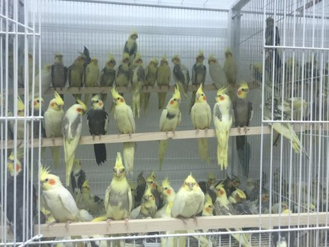 Cennet papağanı stoklarda