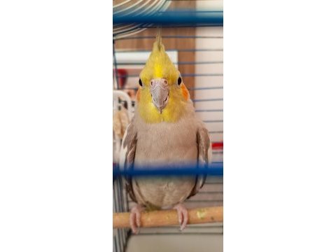 Hazır damızlık çift sultan papağanı