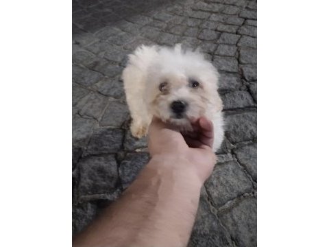 Dişi ve erkek maltese