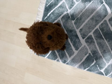 Çok uyguna toy poodle sahiplendirme