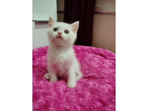 Uysal pablo british shorthair