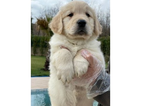 Baby face golden yavruları 