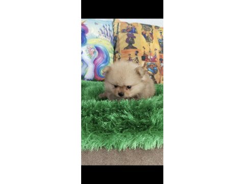 Bebek yüz pomeranian boo bebekler