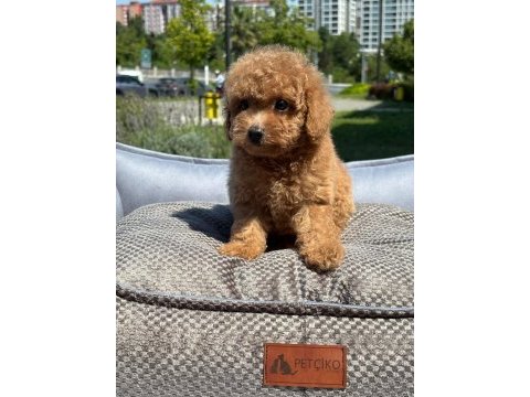 Toy poodle bebekler