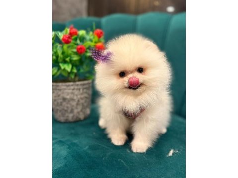 Sizde pomeranian tüy yumağına sahip olmak istermisiniz