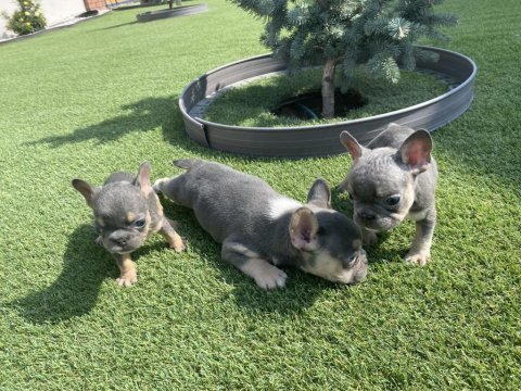 Fransız bulldog yavrular