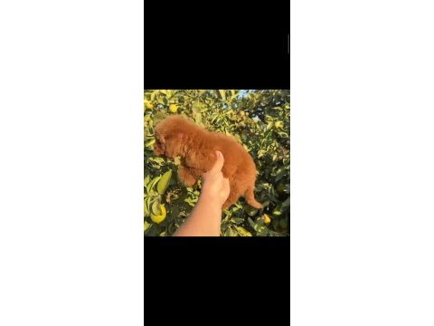 Yeni ev arkadaşınız poodle