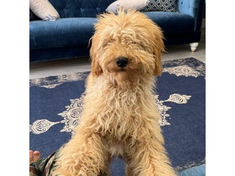 6 aylık toy poodle