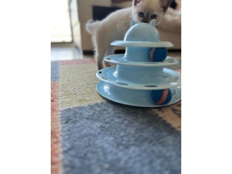 British shorthair ve siyam birleşimi kedimiz