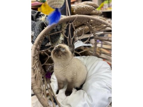 2 aylık british shorthair siyam yavru kedimiz