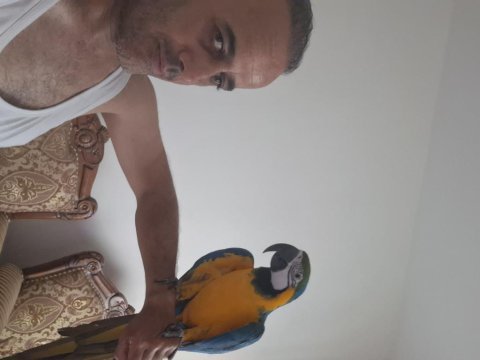 Evcil ele kola gelir bakımlı jumbo muhabbet kuşu