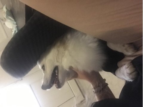Pomeranian mix