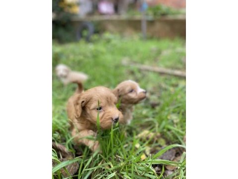 Uygun ırk garantili maltipoo yavrular