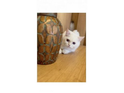Orjinal ırk erkek british shorthair