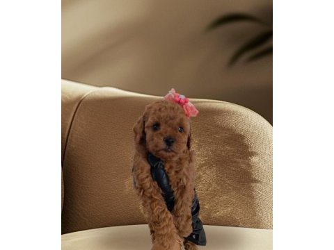 Büyümeyecek gerçek toy poodle