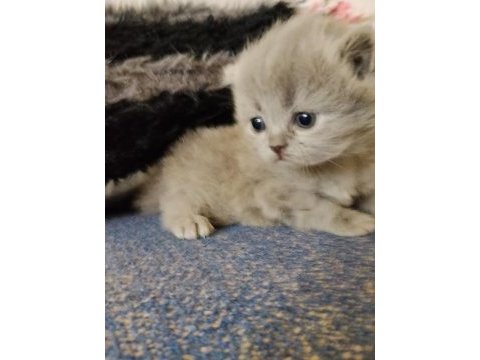 Yavru british shorthair