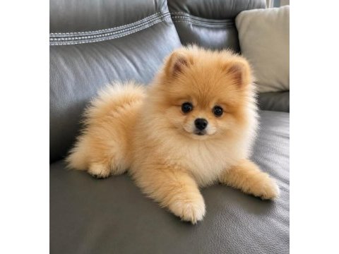 Pomeranian yavrularımız ped eğitimli