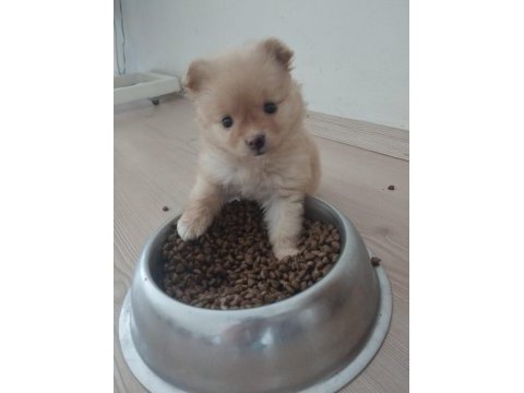 2 aylık pomeranian yavrular