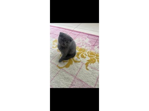 Yeni yuvalarına hazır yaramaz dişi kediler