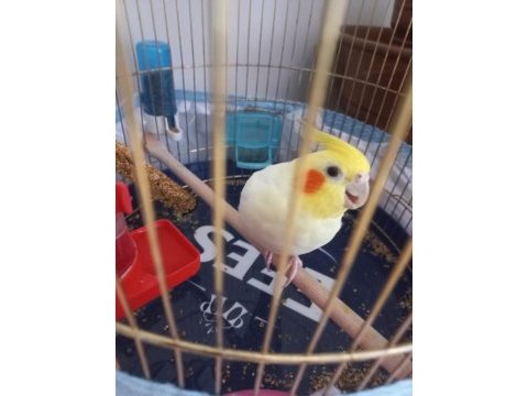 4 yaşında adı carlos erkek sultan papağanı