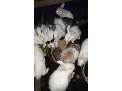 Çeşitli ırklarda ve yaşlarda tavşan bulunur