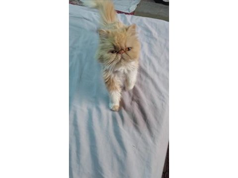 İran persian dişi kedimiz