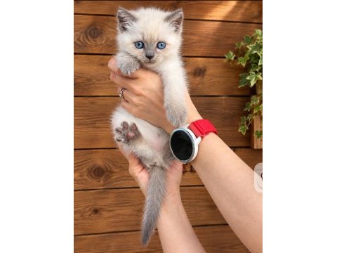 Safkan british shorthair yavru