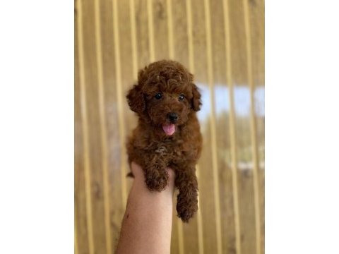 Toy poodle referans yavru